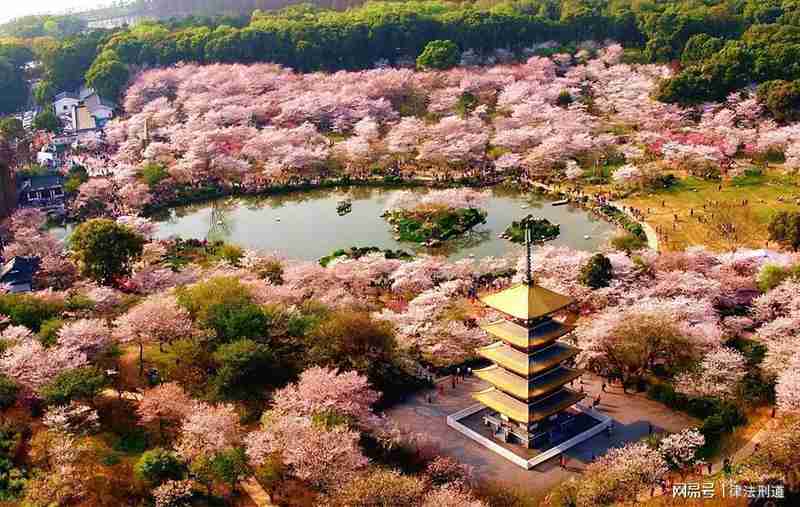 《樱花考:穿越喜马拉雅的花开与大唐盛世的回响》 文化旅游