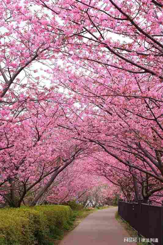 《樱花考:穿越喜马拉雅的花开与大唐盛世的回响》 文化旅游