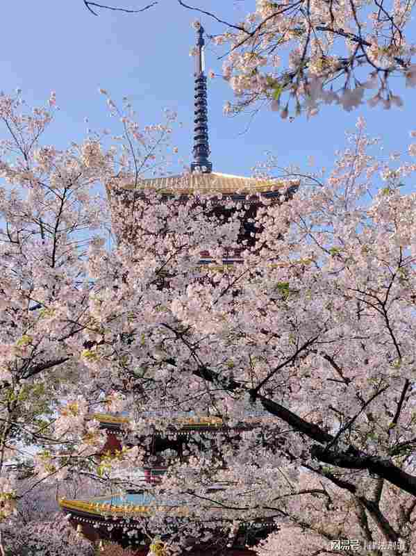《樱花考:穿越喜马拉雅的花开与大唐盛世的回响》 文化旅游