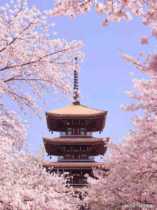 《樱花考:穿越喜马拉雅的花开与大唐盛世的回响》 文化旅游