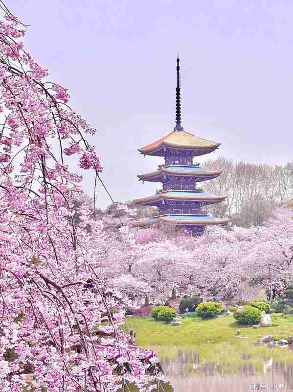 《樱花考:穿越喜马拉雅的花开与大唐盛世的回响》 文化旅游