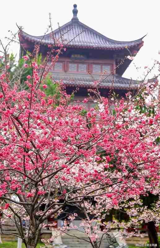 《樱花考:穿越喜马拉雅的花开与大唐盛世的回响》 文化旅游