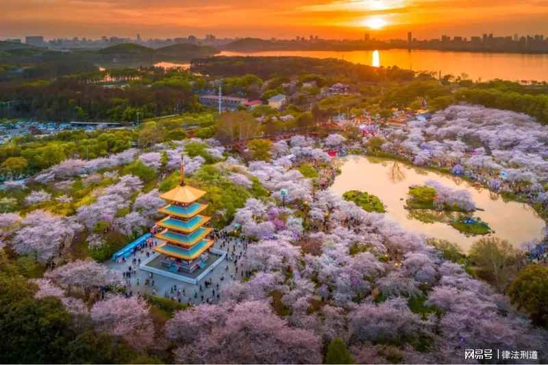 《樱花考:穿越喜马拉雅的花开与大唐盛世的回响》 文化旅游