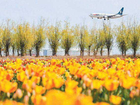 当飞机掠过花海：一座城市的春天被一朵花改变了 文化旅游